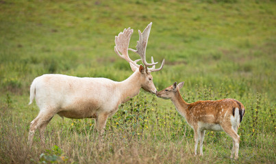 Portrait of white deer kissing doe on a meadow.