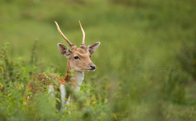 Portrait of roe deer in summer.