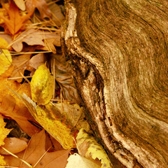 Fall leaves and wood
