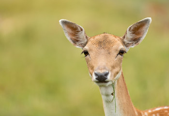 Portrait of roe deer doe female in summer. Close-up portrait.