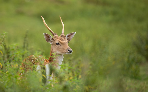 Portrait of roe deer in summer.