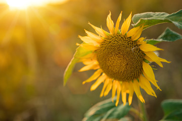 Sunflowers in the fields during sunset.
