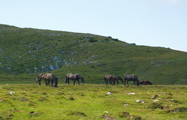 Fototapeta premium schwarze Wildpferde auf der Wiese