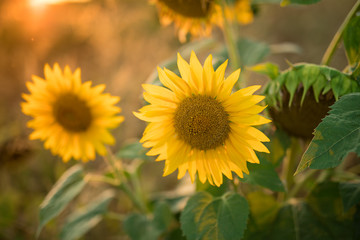 Sunflowers in the fields during sunset.