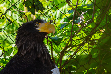 Portrait of a white headed bald eagle or haliaeetus leucocephalus