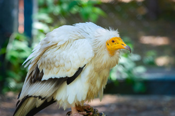 Western Egyptian Vulture