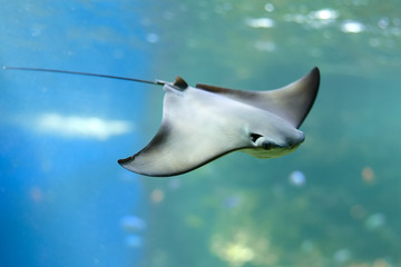 Stingray swimms under blue water. Closeup Stingray through aquarium window.