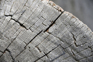 Partial view of a weathered tree stump.