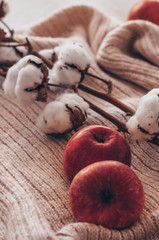 Cozy cotton flower. Cotton with warm sweater. Still life creative composition. Trendy autumn background with dried cotton