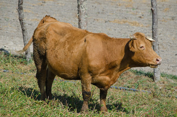 Vaca en Vilar de Perdizes. Montalegre. Portugal.