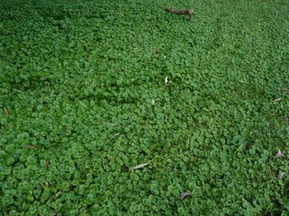 Henbit (Gill-over-the-Ground)