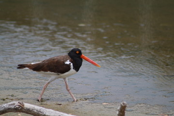 American Oystercatcher