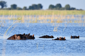 Fototapeta premium Nilpferd im Chobe River