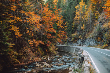 Autumn road to colorful trees.Autumn road to colorful trees.