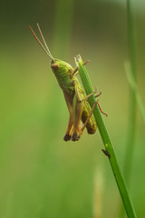 grasshopper on green grass