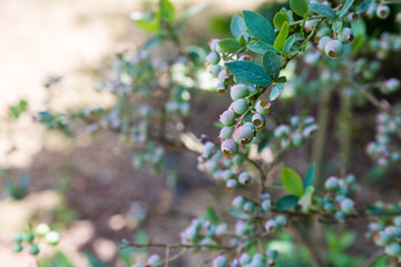 Self picking cherries at Odem in Golan Heights