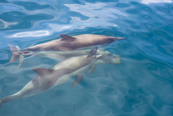 Fototapeta premium California dolphins swimming