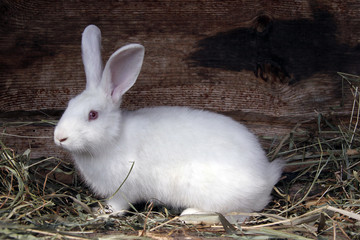 rabbit white fluffy with red eyes