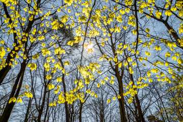 Springtime in the Woodland