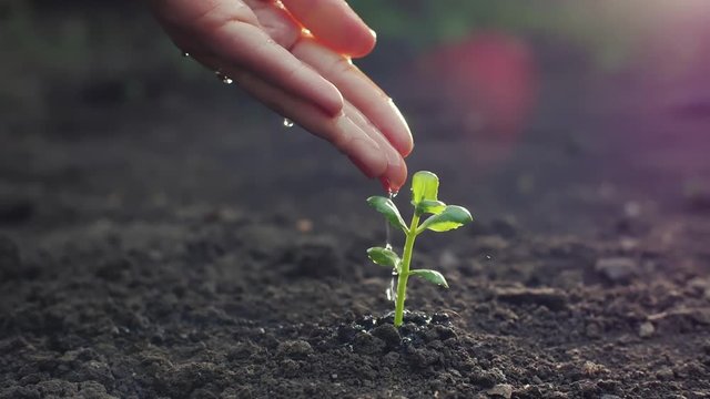 Hand Watering A Young Plant