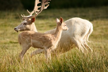 White Dama, of the family Cervidae with shovel antlers