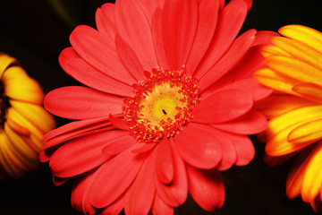 Closeup on three big yellow and red flowers.