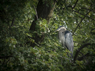 Great blue heron in a tree