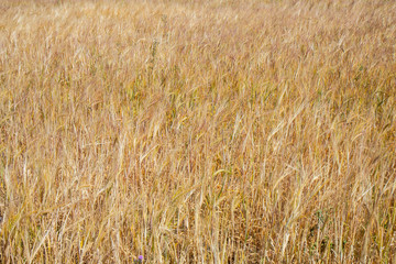 fields and meadows of the Northern Sjelland, Denmark