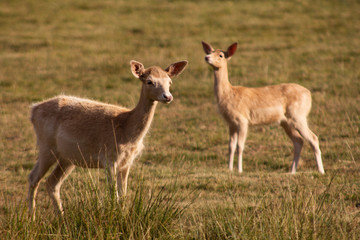 White Dama, of the family Cervidae with shovel antlers