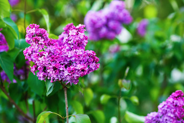 Spring branch of blossoming lilac. Selective focus.