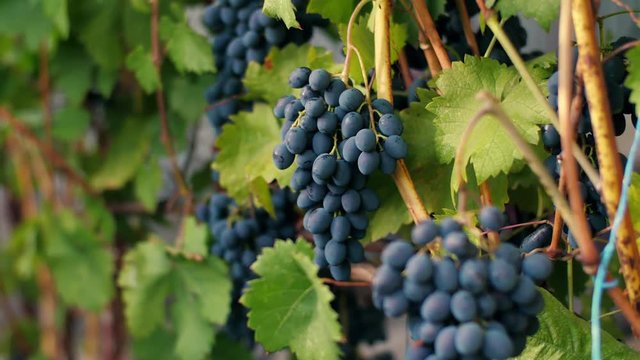 Vineyard with dark blue grape