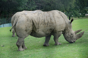 rino