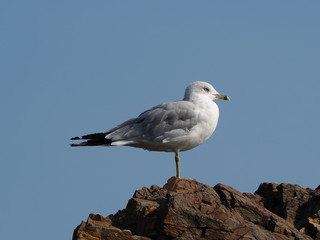 seagull on rock against clear blue sky