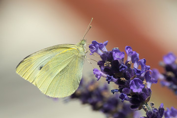 Bielinek smakosz © Tomek Kiecana