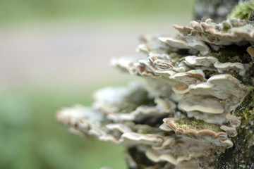 Mushrooms on a tree trunk.