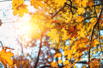Colorful maple leaves on a background of trees
