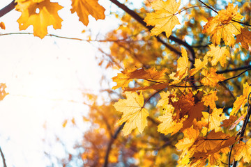 Colorful maple leaves on a background of trees