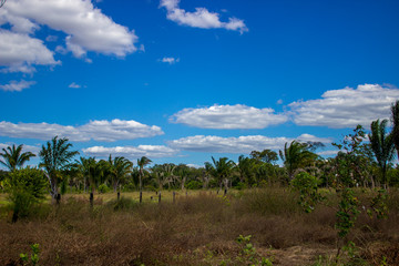 Obraz premium Céu azul