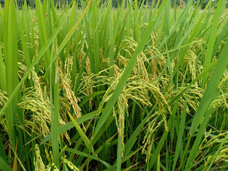 Bundle of rice seed.