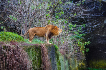 Single lion growls against the background of green thickets.