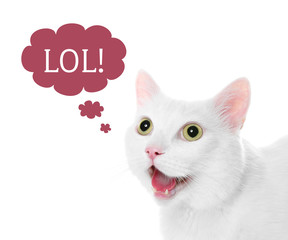 Cute cat on white background. Fluffy pet