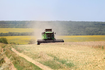 Fototapeta premium Harvesting wheat on a harvester on a summer day. Agriculture