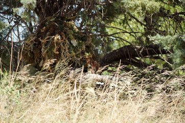 Sniper ghillie suit prone kneeling unsupported position hide in the trees