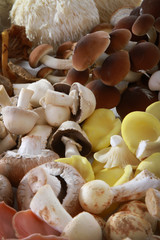fresh uncooked exotic mushroom varieties