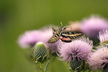 White-lined Sphinx Moth (Hyles lineata) feeding in Western Iowa