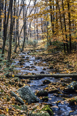 Autumn in the forest