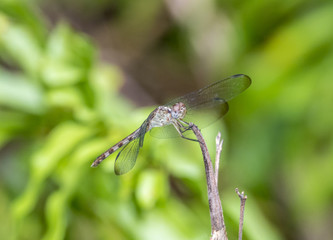 Green Darner or Common Green Darner (Anax junius)