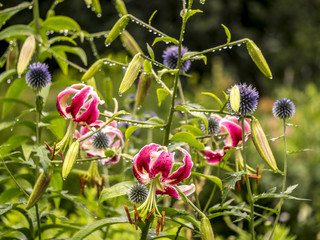 Lilium, the Stargazer lily