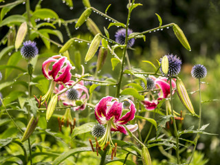 Lilium, the Stargazer lily