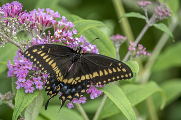 Swallowtail butterflies